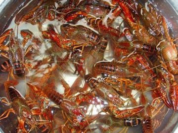 浸泡在兑好的水里的小龙虾