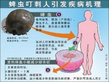 北京惊现吸血致命的蜱虫 快学习防治蜱虫