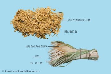 竹茹（Zhuru）中药材鉴别照片