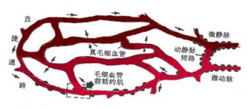 第三篇 循环系统（七）