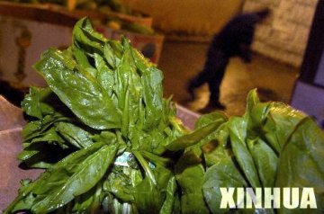 美大肠杆菌感染扩散至20州 菠菜疑是感染源