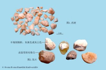 天竺黄（Tianzhuhuang）中药材鉴别相册