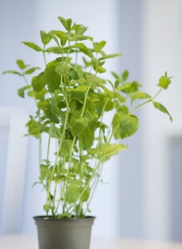 这几种植物易让你得癌