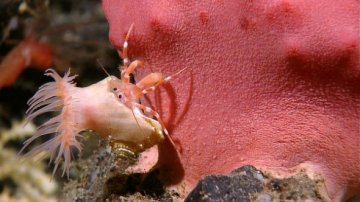 印尼深海奇异生物 海葵吸附寄生蟹搭便车
