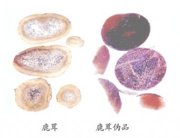 鹿茸伪品--假鹿茸（Jialurons）