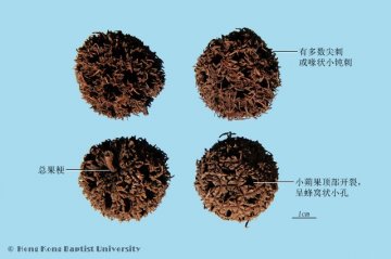 路路通（Lulutong）中药材鉴别照片