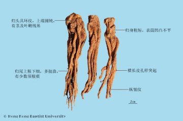 当归（Danggui）中药材鉴别照片