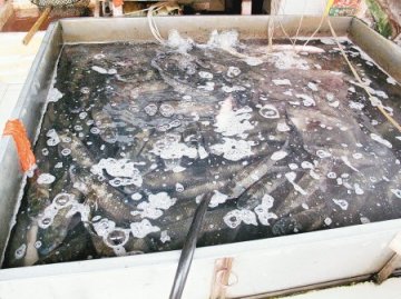 网传商贩用致癌“鱼浮灵”给鱼“续命”