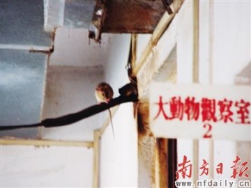 东北农大师生做实验染病毒续：或影响生育伤痛终身