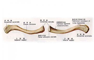 锁骨