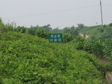 我市中药材种植“提档升级”