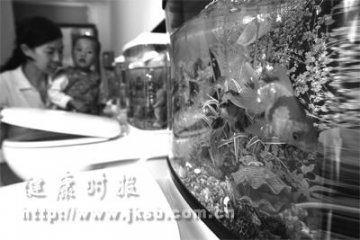 鱼缸马桶