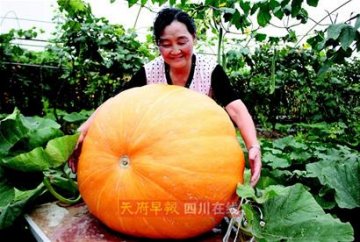 成都种出上百斤重南瓜每个售价一两万
