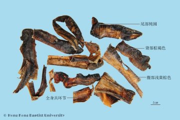 地龙（Dilong）中药材鉴别照片