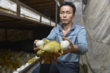 福建鸭场万只鸭苗被闷死