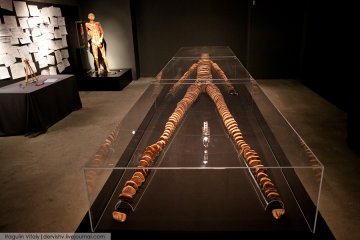 人体的切片展示