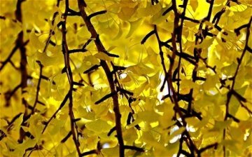 人类13种最怪异的恐惧症