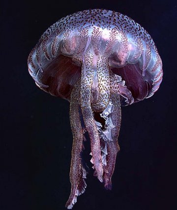 海水升温使大批剧毒紫色水母入侵英国水域