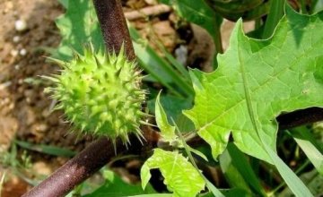这几种植物易让你得癌