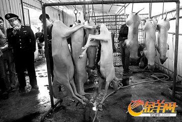 铁棍敲脑每天私宰数十活羊 广州5私宰窝点被端
