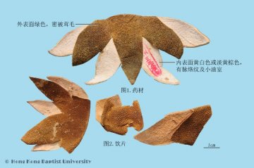 化橘红（Huajuhong）中药材鉴别照片