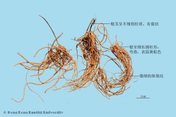 徐长卿（Xuchangqing）中药材鉴别相册
