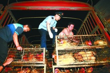 重庆截获千只灌注矿石粉土鸡 最多增重一斤