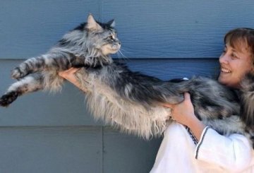 美国宠物猫身长超1米破世界纪录