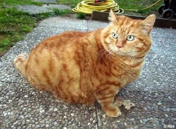 意大利现实版加菲猫重达32斤组图
