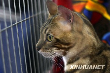 美科学家认为：弓形虫影响性格 让人更爱猫