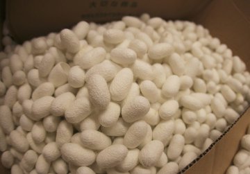 可完全降解的生物材料促进骨修复