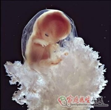 精子发育成胎儿全过程