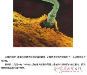 女性的精管、椎体肌