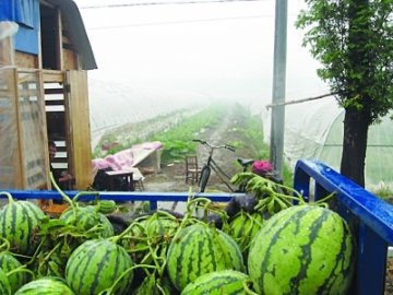 数十亩西瓜成熟前炸裂续：膨大增甜剂是假药