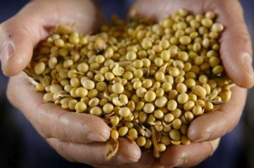 英国零售商放宽对转基因家禽饲料的限制