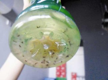 女子所买饮料浮数十只死蚂蚁 瓶底有悬浮物
