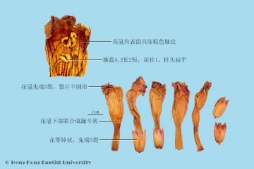 凌霄花（Lingxiaohua）中药材鉴别相册