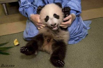加州圣地亚哥动物园的一只熊猫幼仔