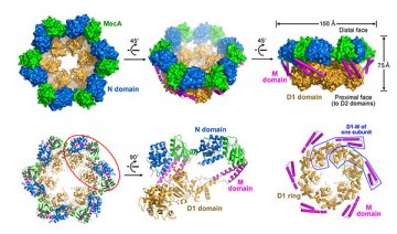 科学家解析出MecA-ClpC复合物晶体结构