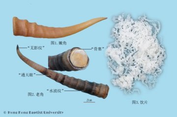 羚羊角（Lingyangjiao）中药材鉴别照片