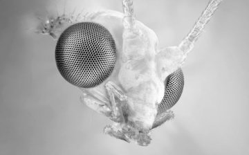 科学家发明人工复眼功能似果蝇