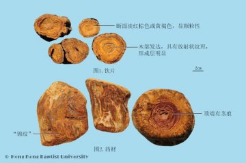 大黄（Dahuang）中药材鉴别照片