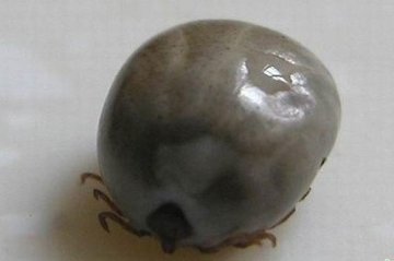 河南商城现蜱虫叮咬致死事件 09年曾爆发未受重视