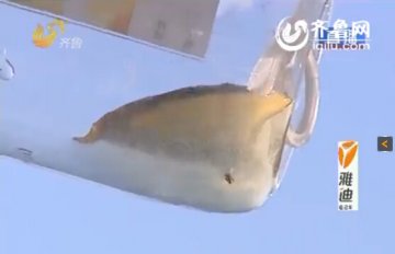 淄博市民生体不适输液药瓶现飞虫 事涉山东齐都药业
