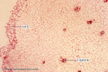 生姜（Shengjiang）中药材横切面显微鉴别照片