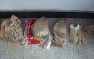 男子雨后采蘑菇捡到猛犸象化石