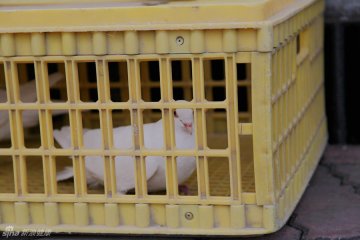 10.被抓住的鸽子
