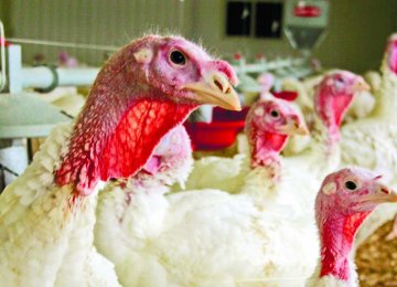 美爆H5N2禽疫挫出口