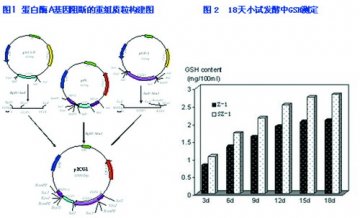 酵母菌絮凝基因研究取得系列成果