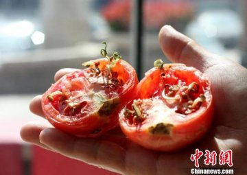 吉林市一西红柿里长出“豆芽”